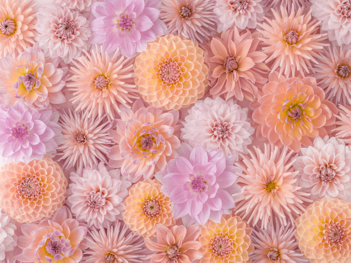 Floral Blush Wall Mural in your room — zoomed