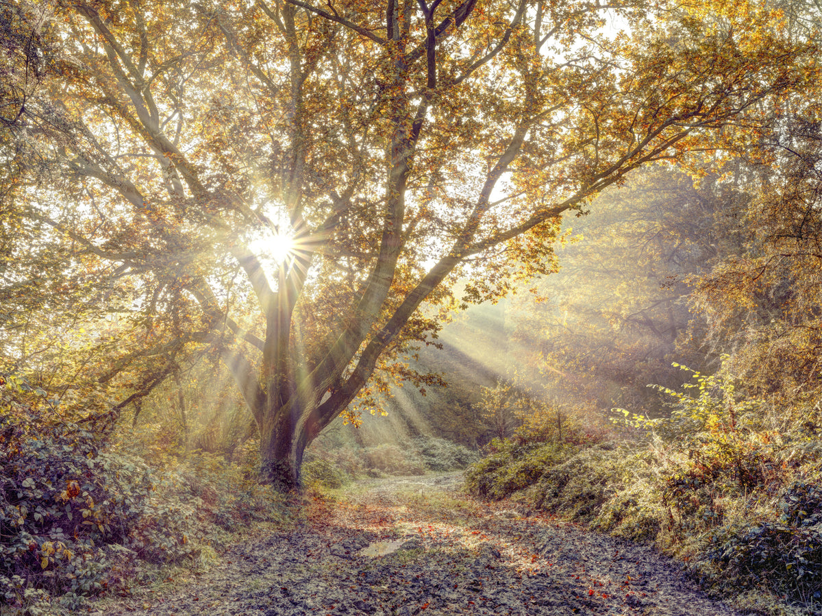 Golden Forest Radiance Wall Mural in your room — zoomed