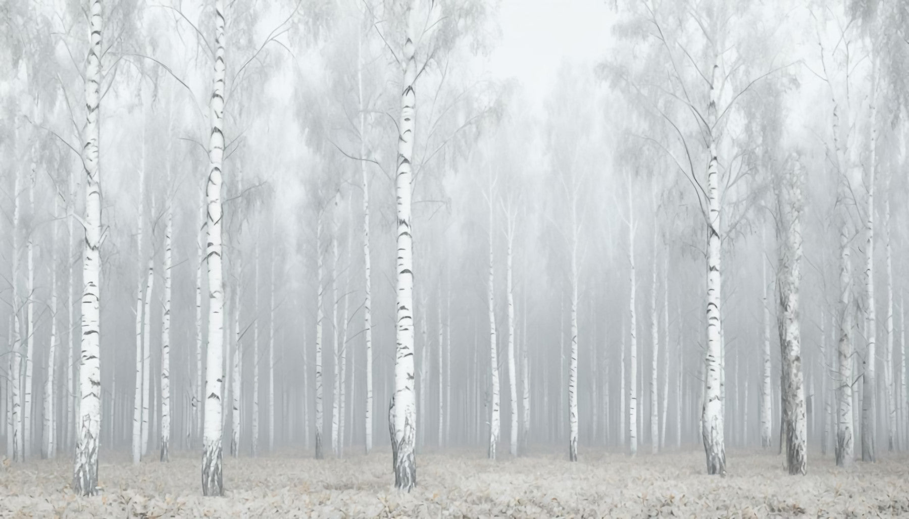 Winter White Woods Wall Mural