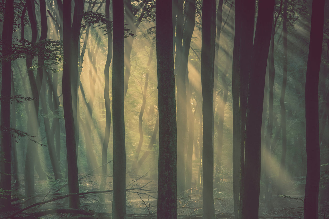 Mystic Woodland Glow Wall Mural