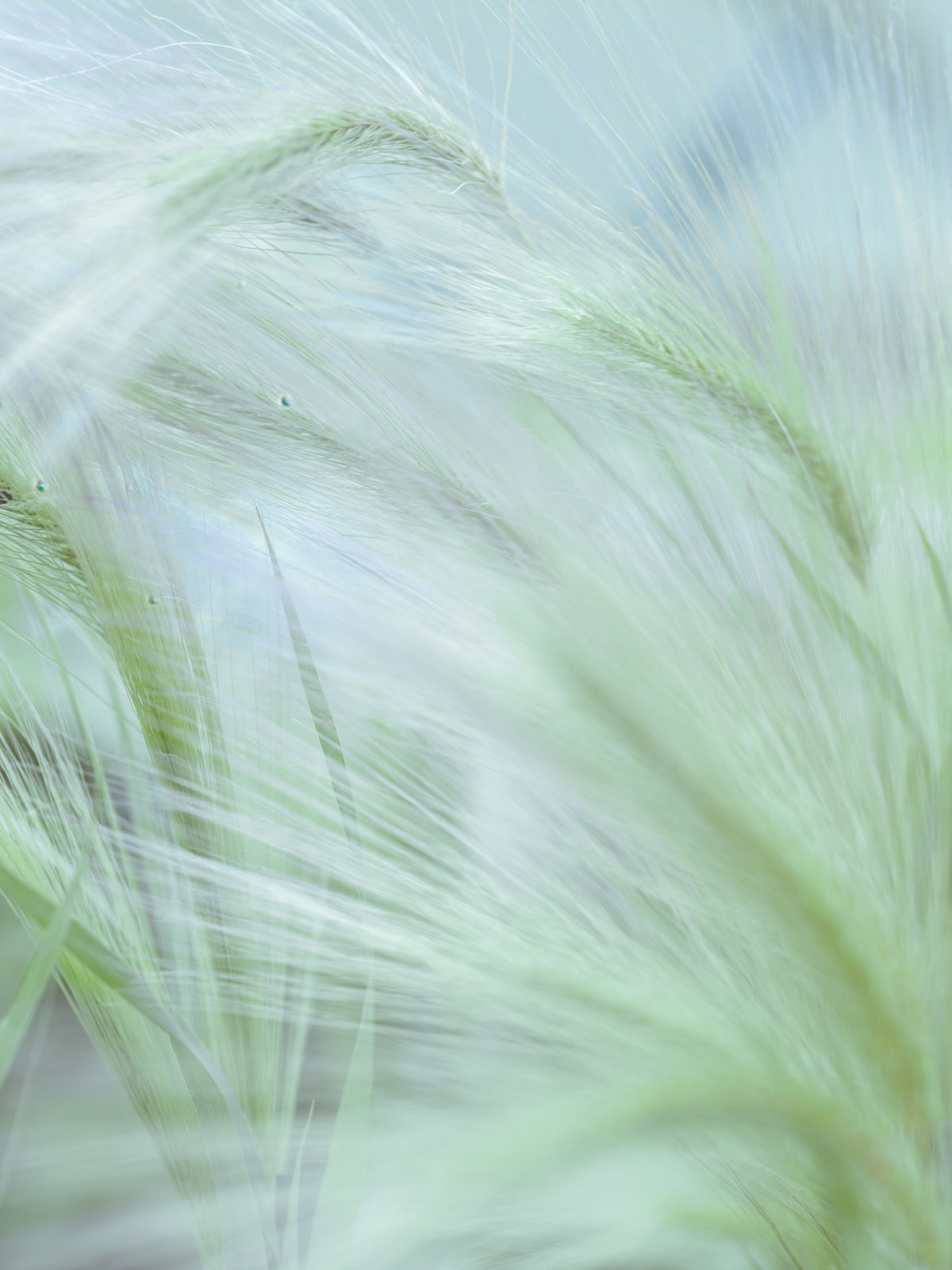 Whispering Grasses Wall Mural