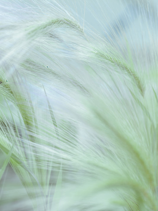 Whispering Grasses Wall Mural