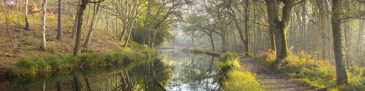 Forest Waterway Wall Mural