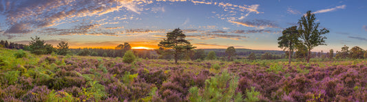 Sunrise Heather Bloom Wall Mural