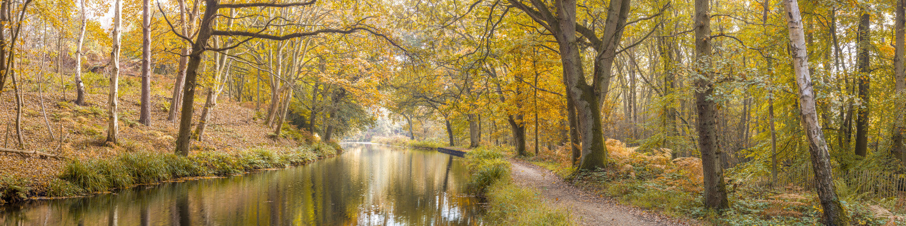 Peaceful Forest Canal Wall Mural
