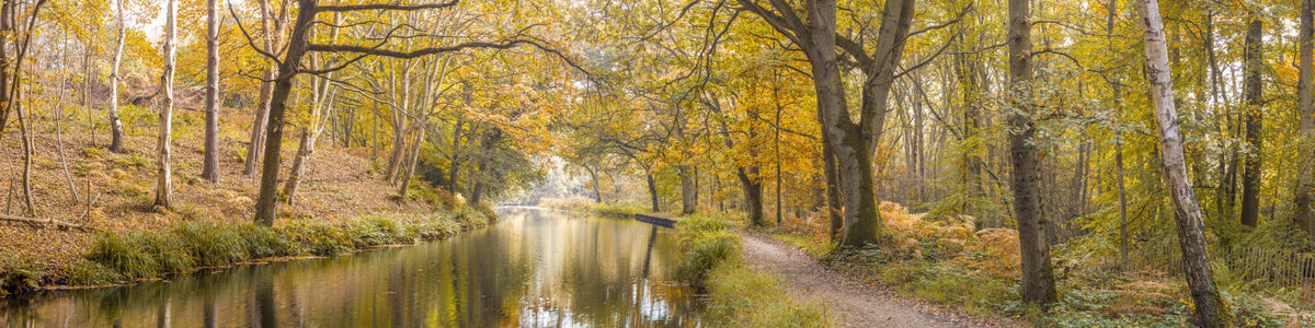 Peaceful Forest Canal Wall Mural in your room — zoomed