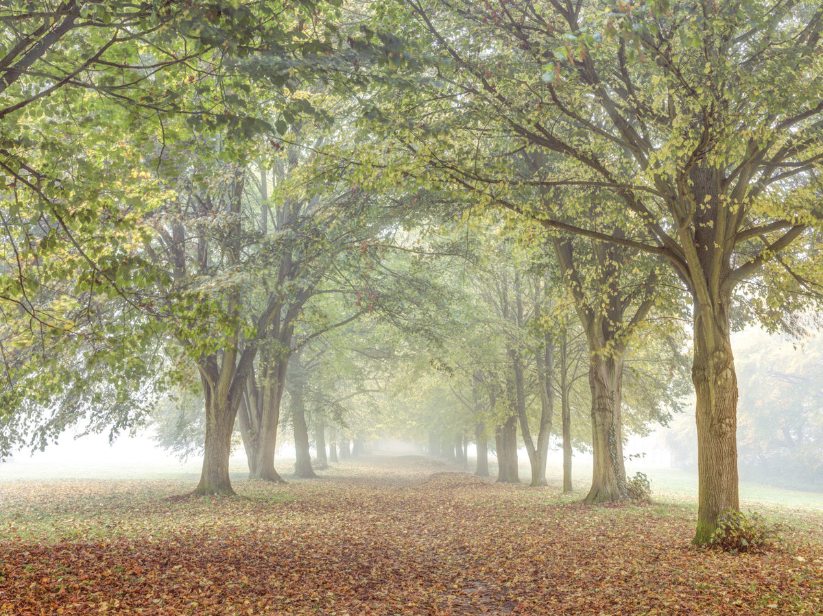 Misty Grove Retreat Wall Mural