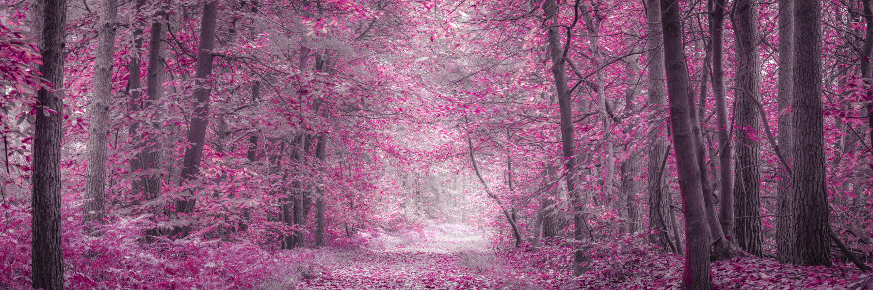 Pink Forest Pathway Wall Mural