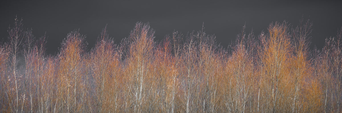 Amber Woods Dusk Wall Mural