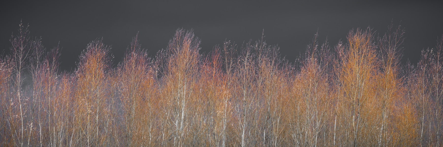 Amber Woods Dusk Wall Mural
