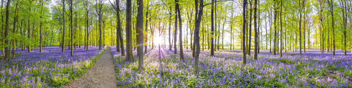 Springtime Serenity Wall Mural