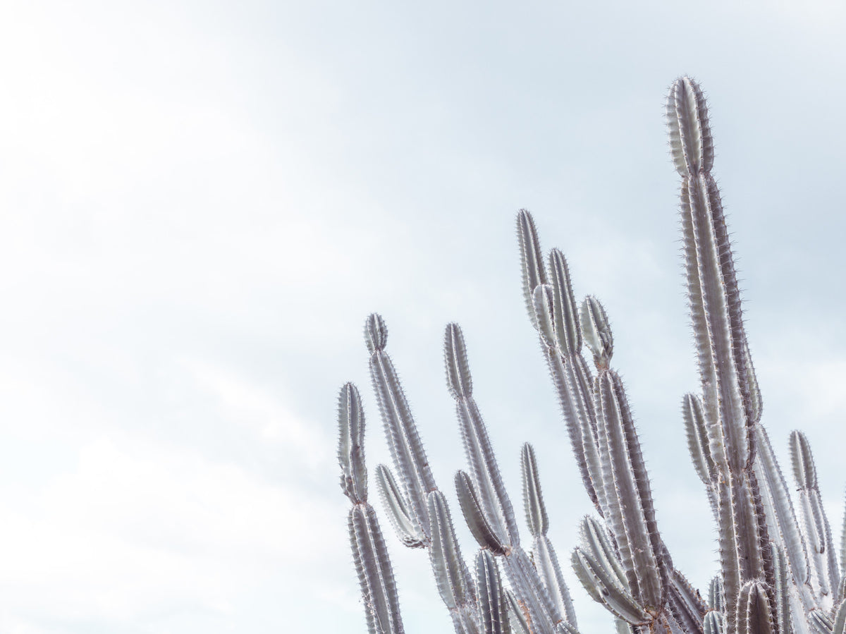 Cactus Dreams Wall Mural in your room — zoomed
