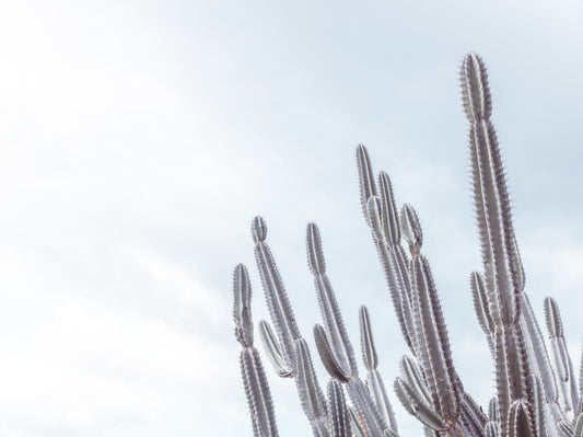 Cactus Dreams Wall Mural