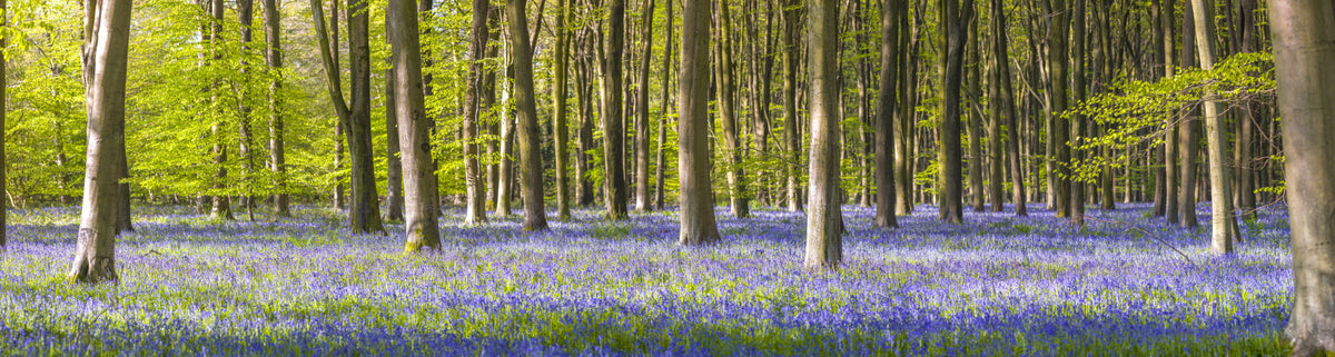 Whispers of the Woods Wall Mural in your room — zoomed