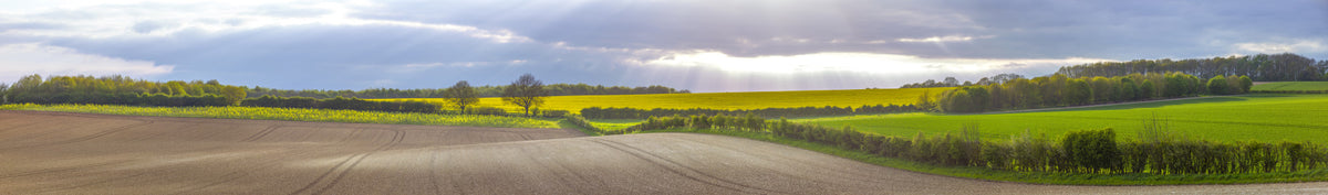 Golden Farmlands Wall Mural