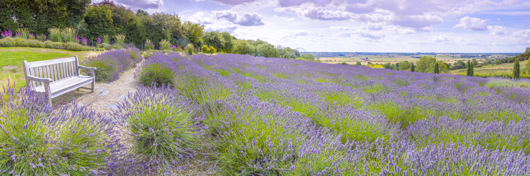 Lavender Serenity Wall Mural