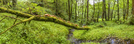 Forest Floor Harmony Wall Mural