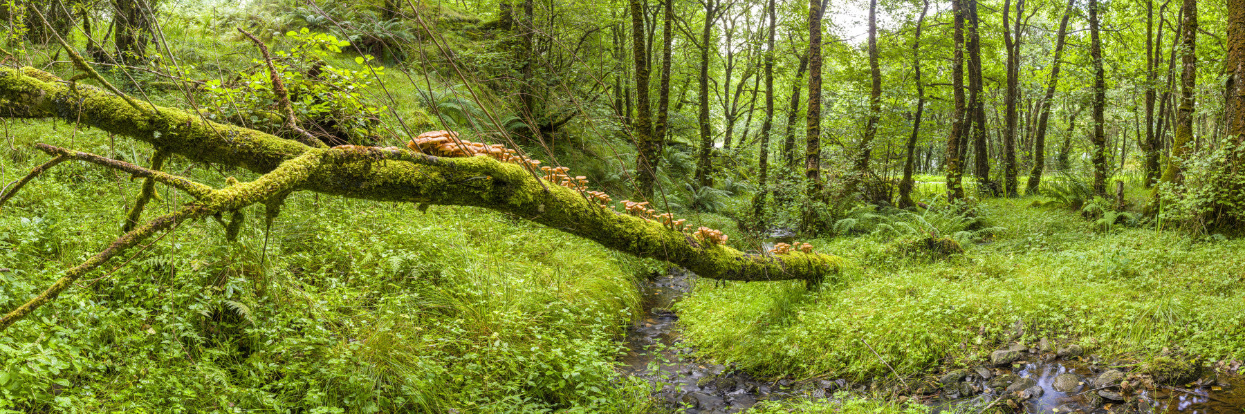 Forest Floor Harmony Wall Mural