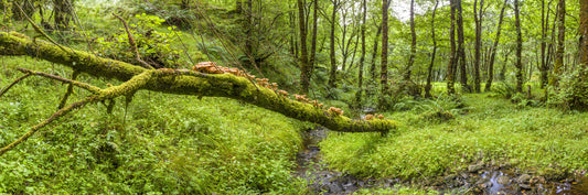 Forest Floor Harmony Wall Mural