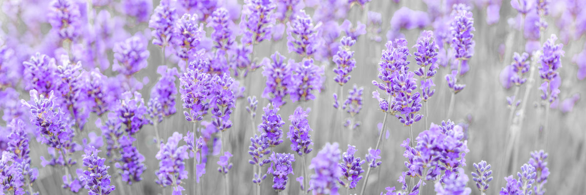 Lavender Bloom Wall Mural