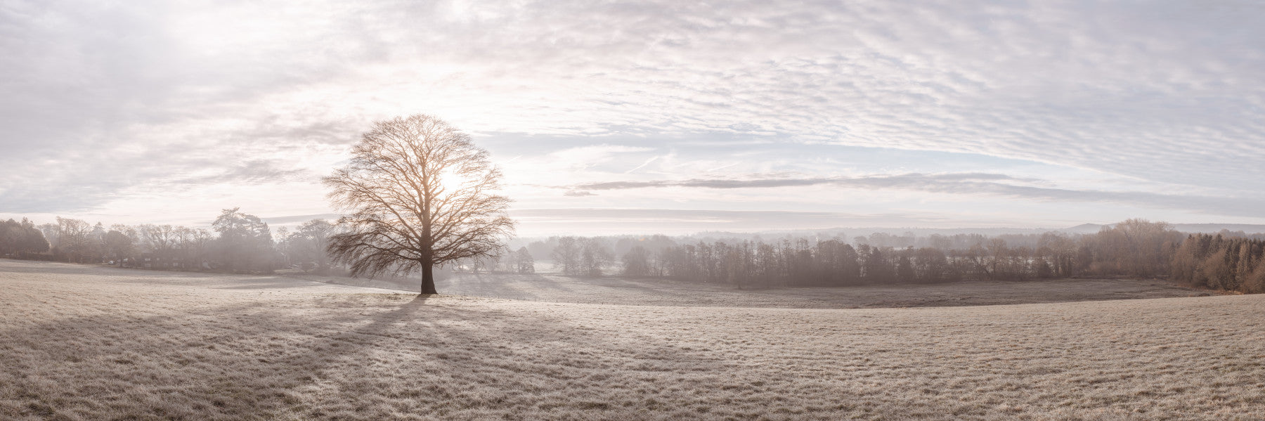 Winter's Soft Light Wall Mural