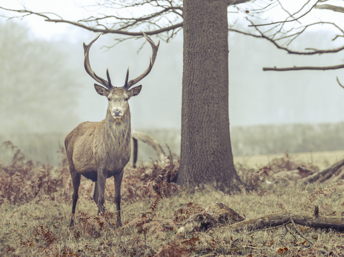 Lone Stag Wall Mural