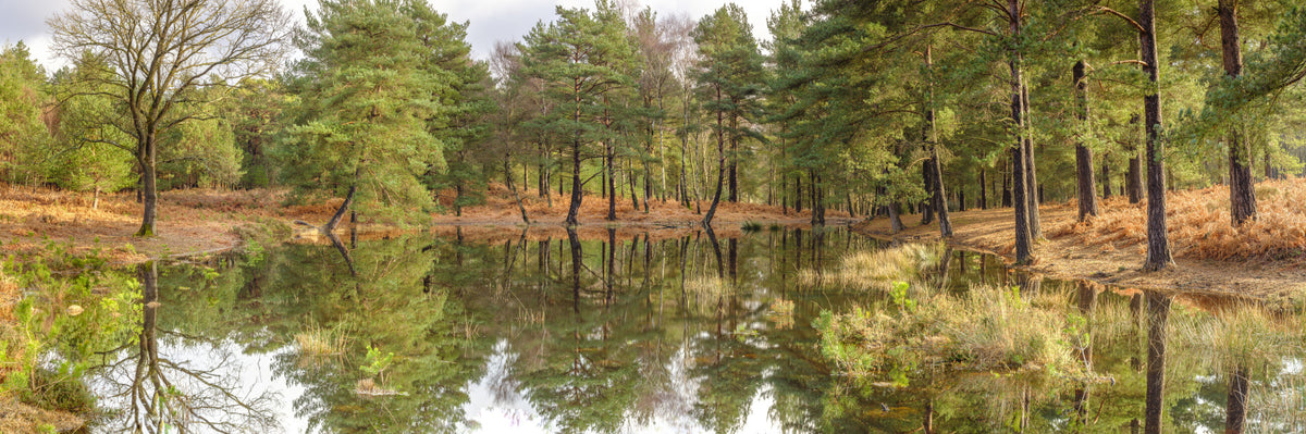 Mirror Forest Wall Mural