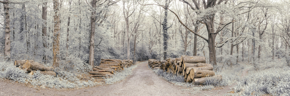 Woodland Chronicles Wall Mural