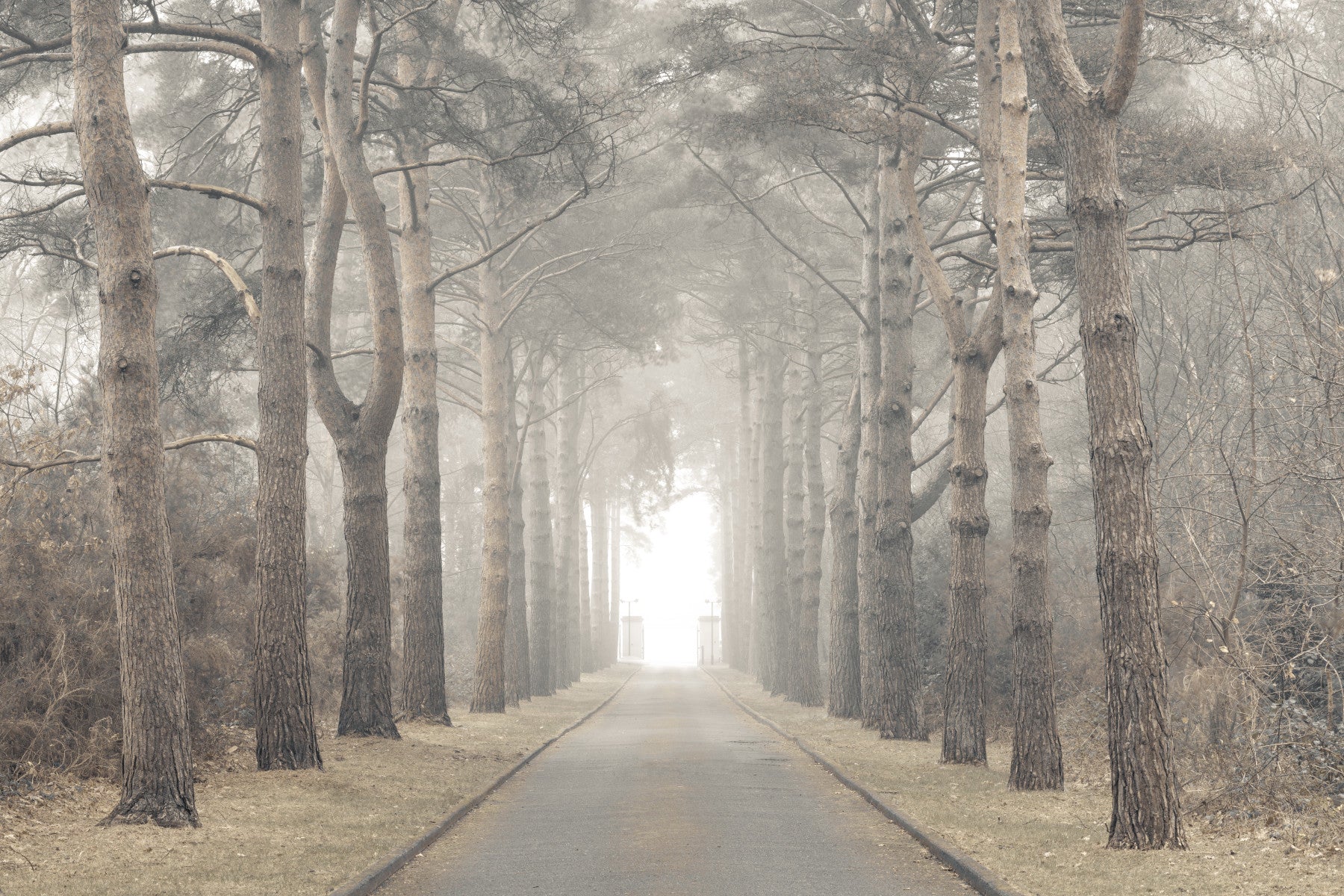 Ethereal Realm Wall Mural