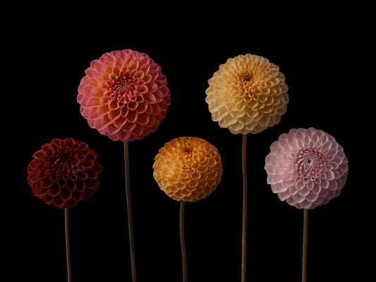Dahlia Diversity Wall Mural