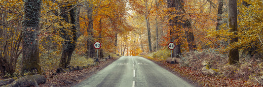 Scenic Drive Through Fall Colors Wall Mural