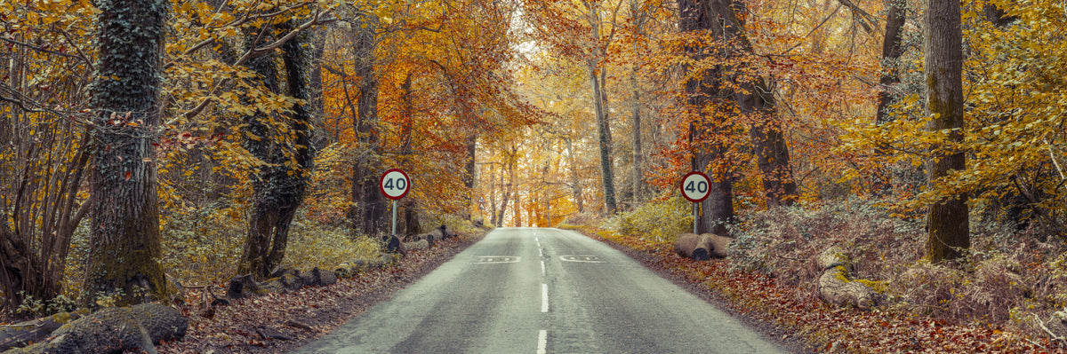 Scenic Drive Through Fall Colors Wall Mural