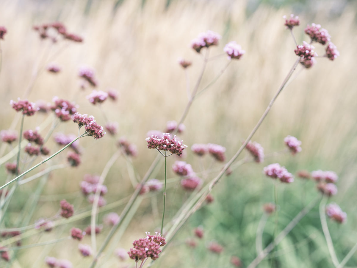 Soft Pink Field Bliss Wall Mural