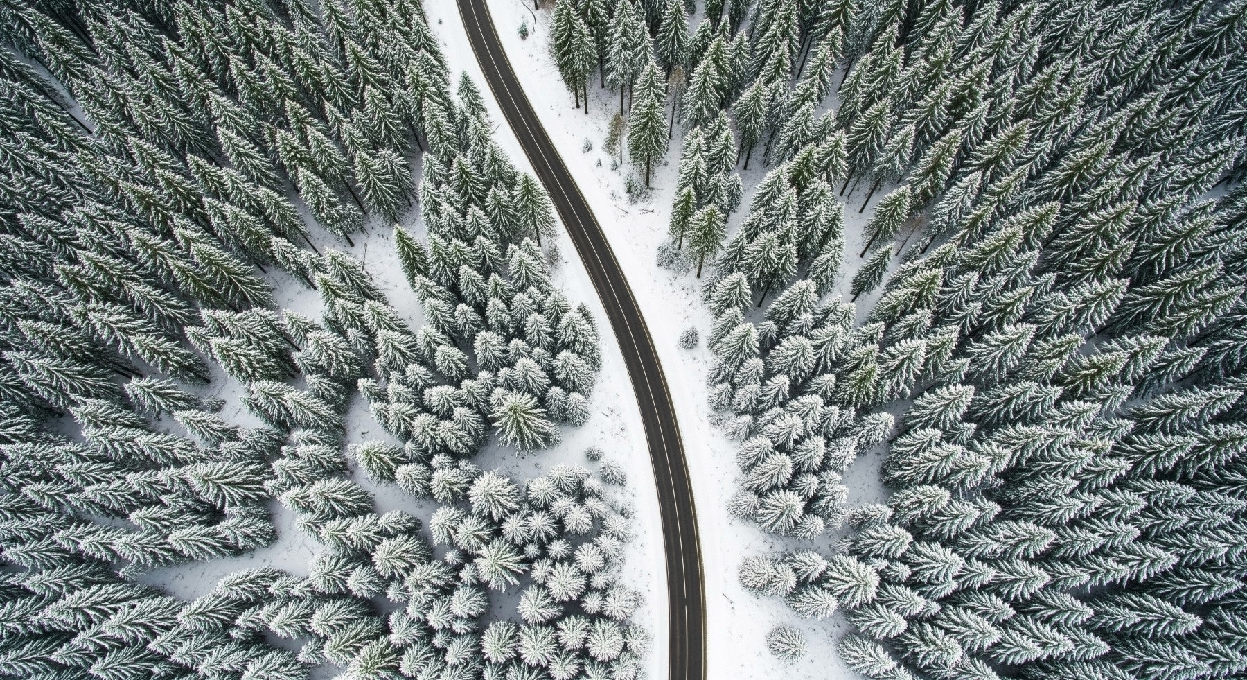 Winter Road Canopy Wall Mural