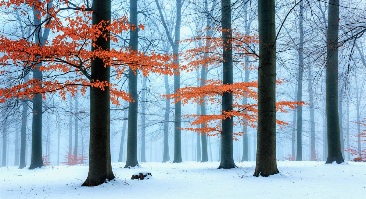 Ethereal Autumn Forest Wall Mural