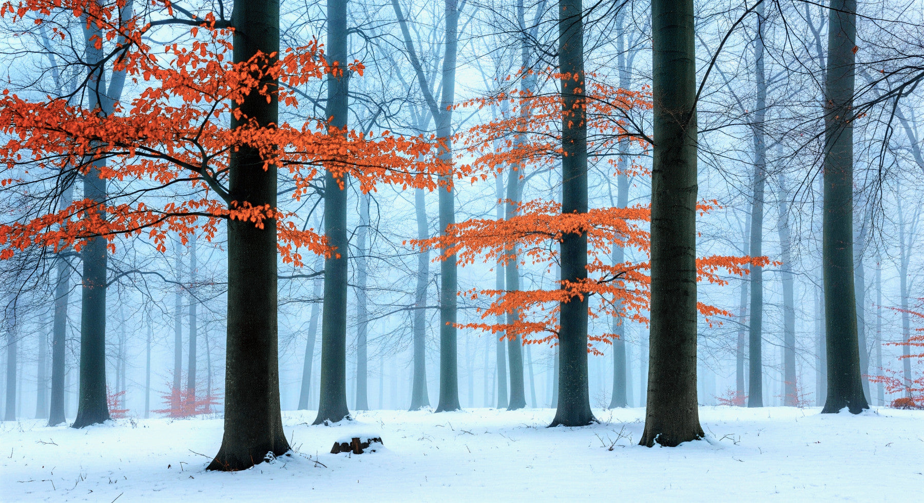 Ethereal Autumn Forest Wall Mural