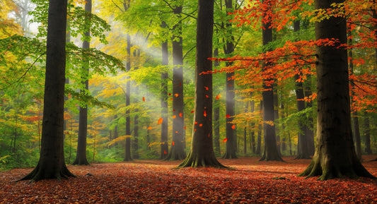 Autumn Forest Glow Wall Mural