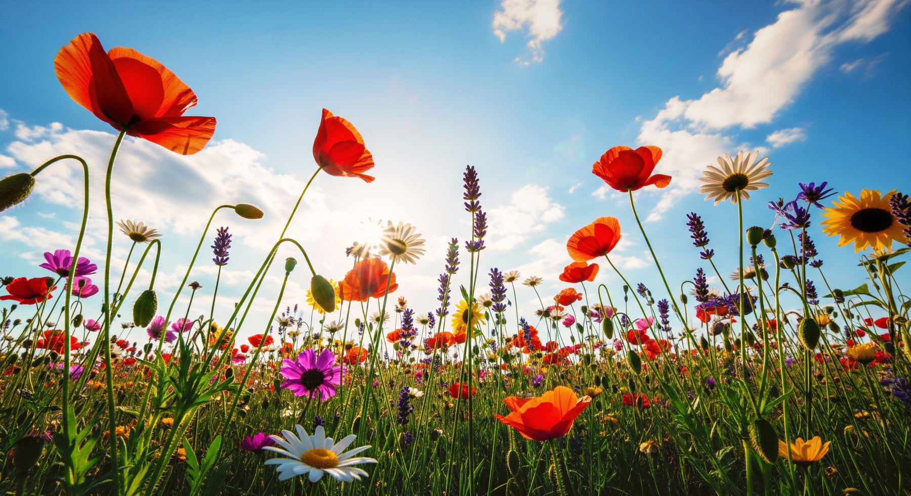 Meadow Sunlight Wall Mural