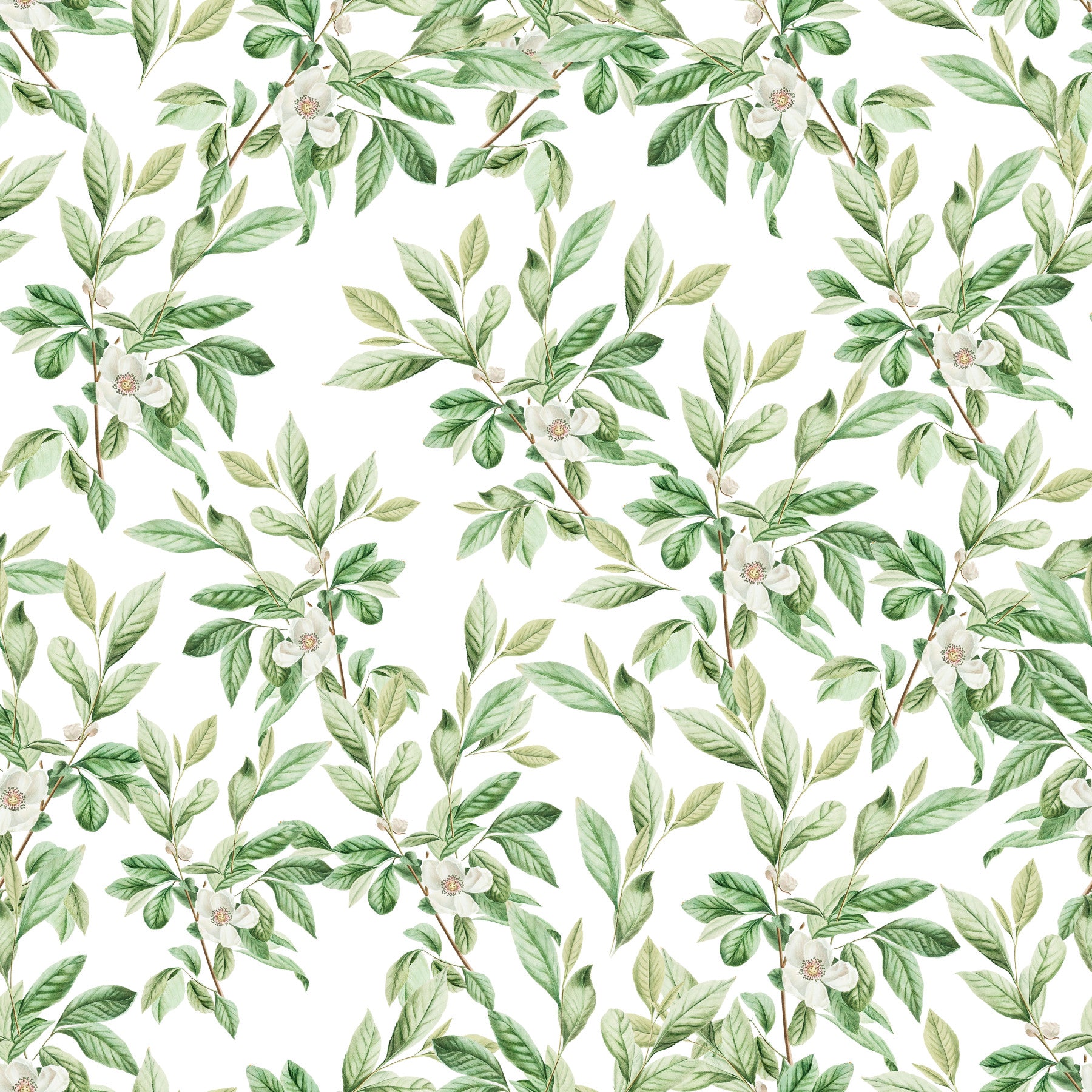 Spring Leaves  Wallpaper⁠