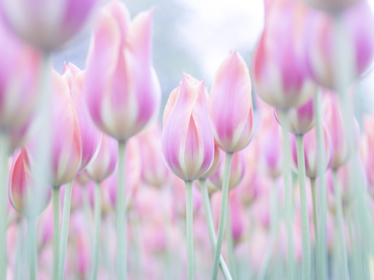 Tulips Jewels Wall Mural in your room — zoomed