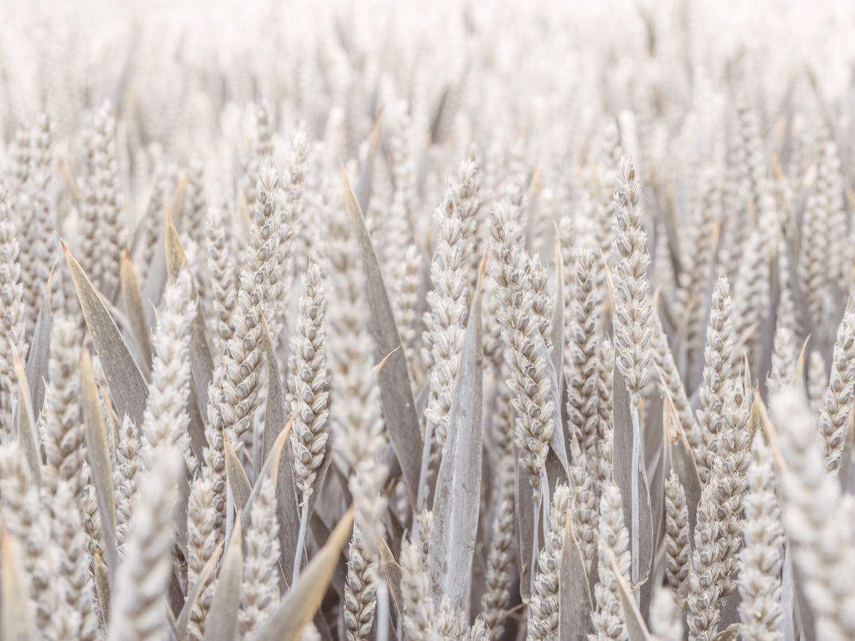Grain Field Serenity Wall Mural in your room — zoomed