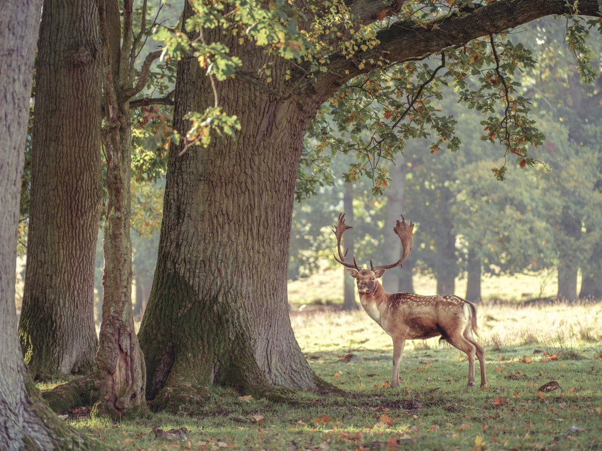 Forest Monarch Wall Mural