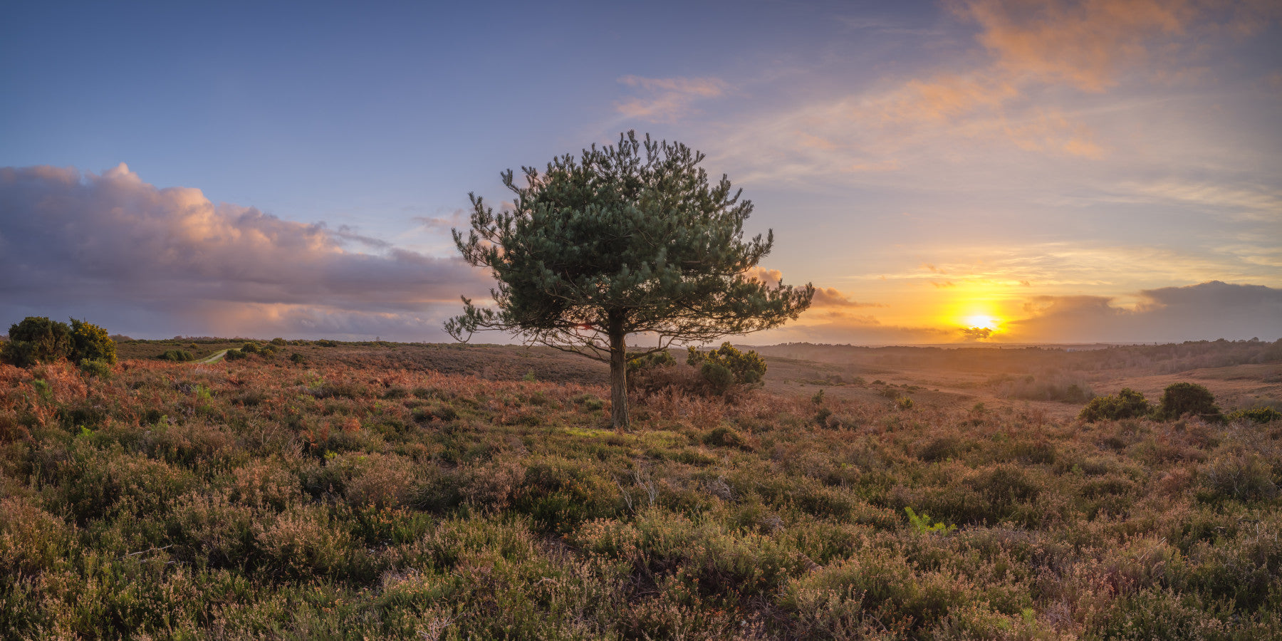 Single Tree in Meadow Wall Mural