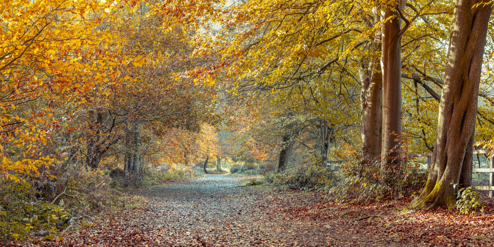 Serene Fall Path Wall Mural