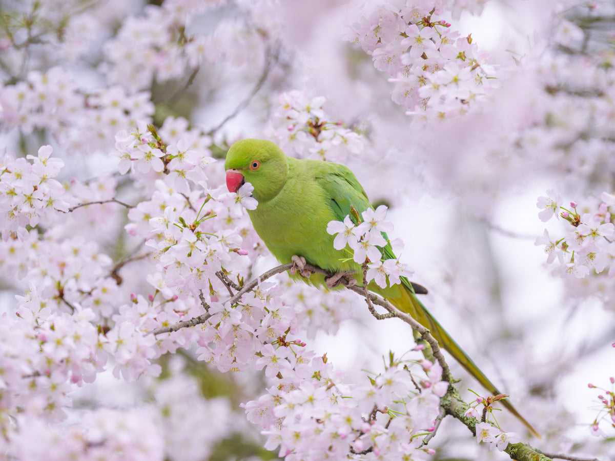 Blossom Bird Wall Mural in your room — zoomed