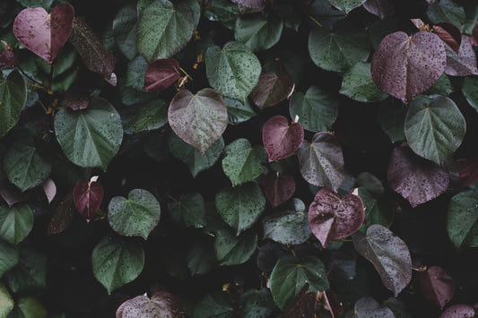 Winter leaves I Wall Mural