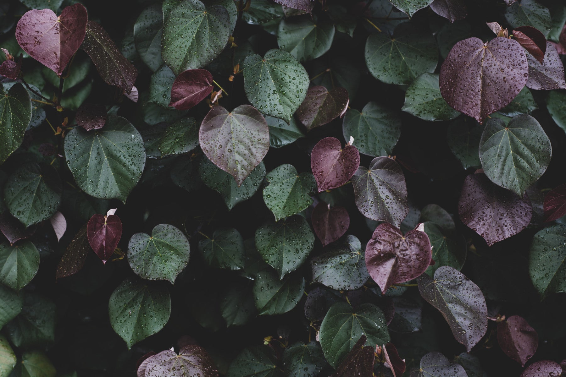 Winter leaves I Wall Mural