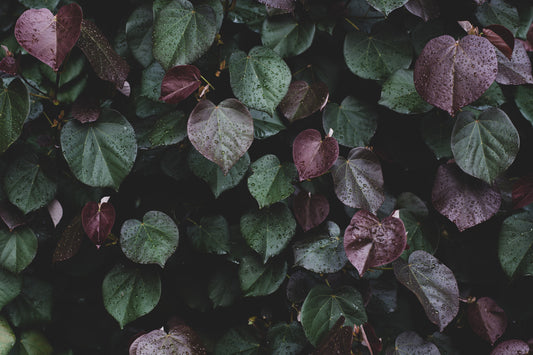 Winter leaves I Wall Mural