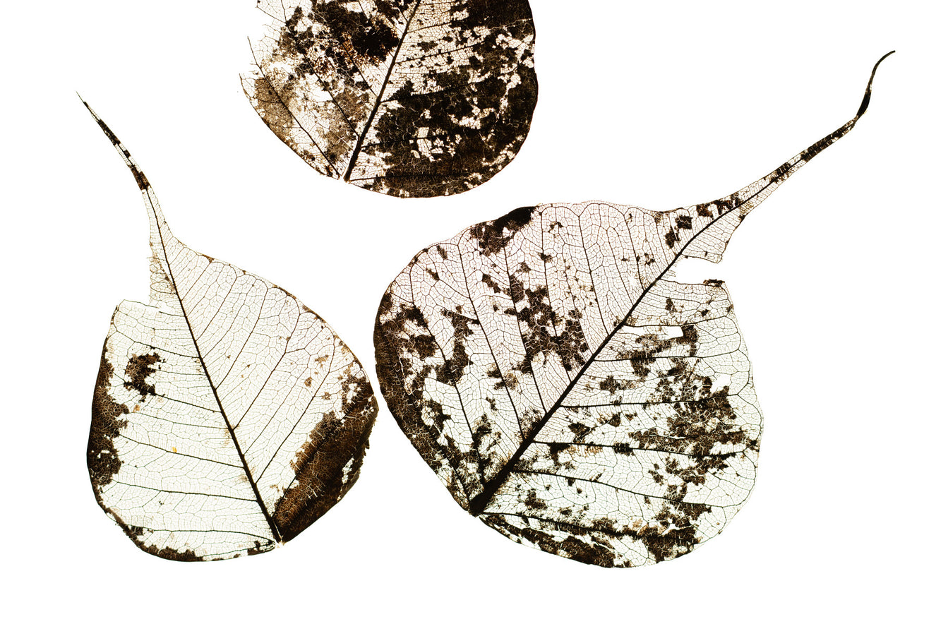 Fallen Leaves #0 Wall Mural
