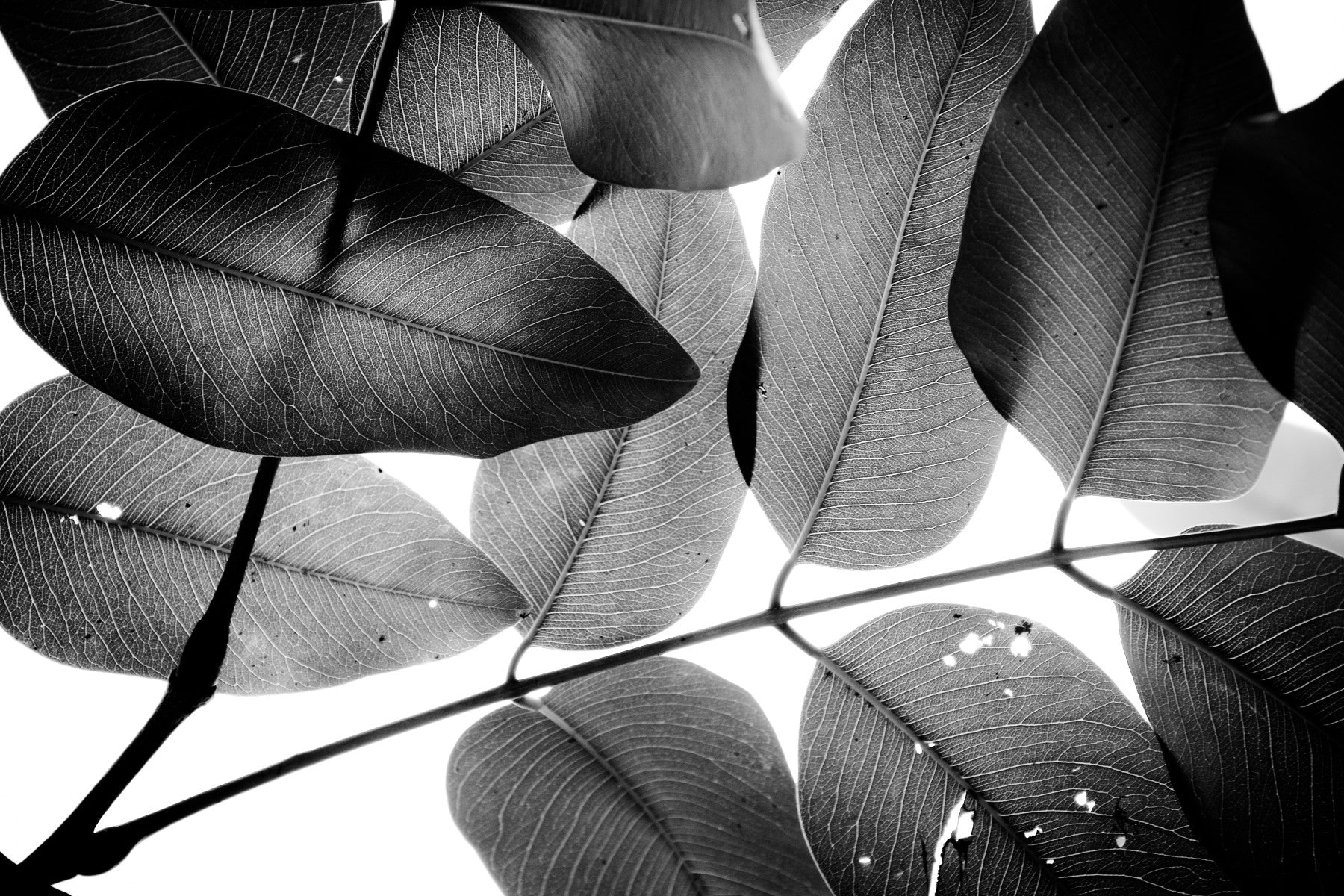 Branches and Leaves, 2016, 3 Wall Mural